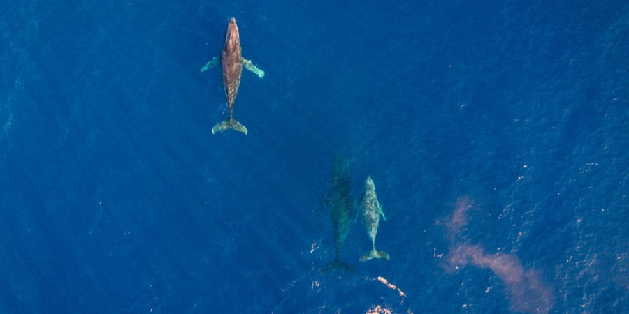 BALEINES-5