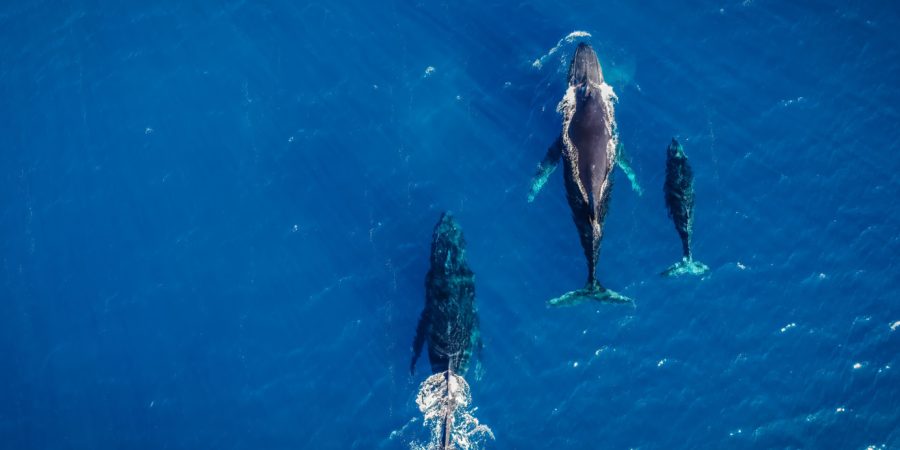 whale-watching-mauritius-banner